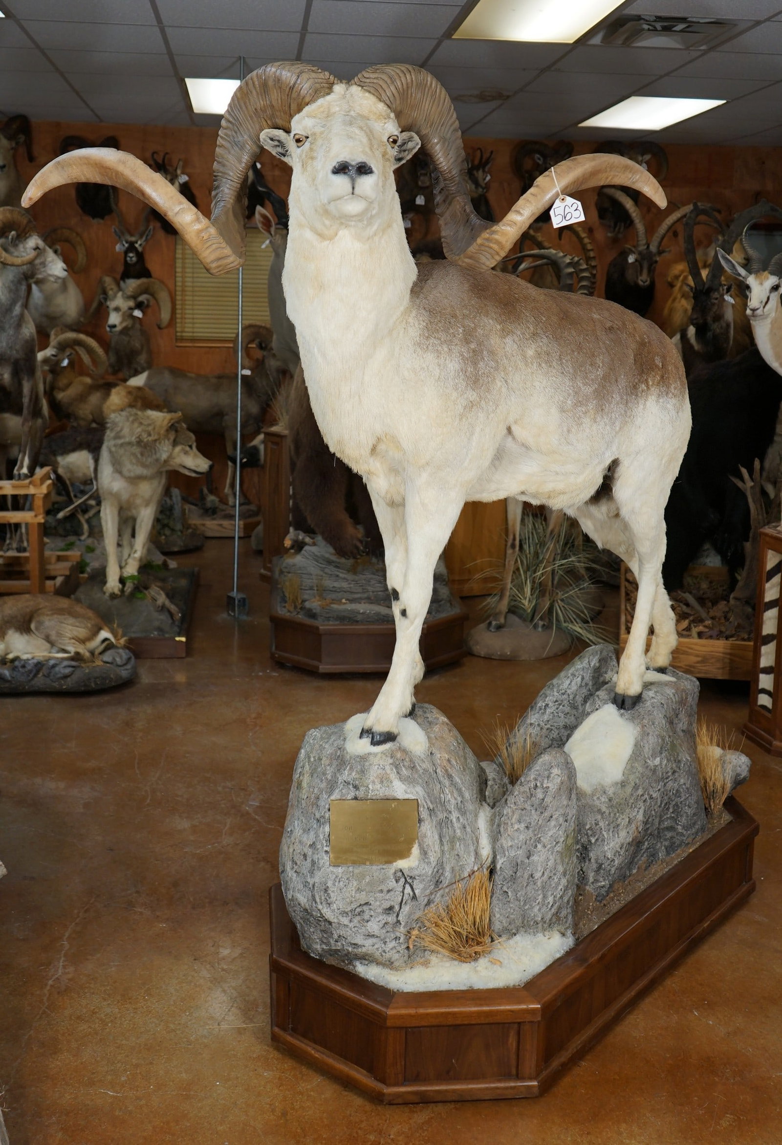 Record Book Marco Polo Sheep Full Body Taxidermy Ram in Natural Habitat TEXAS RESIDENTS ONLY!
