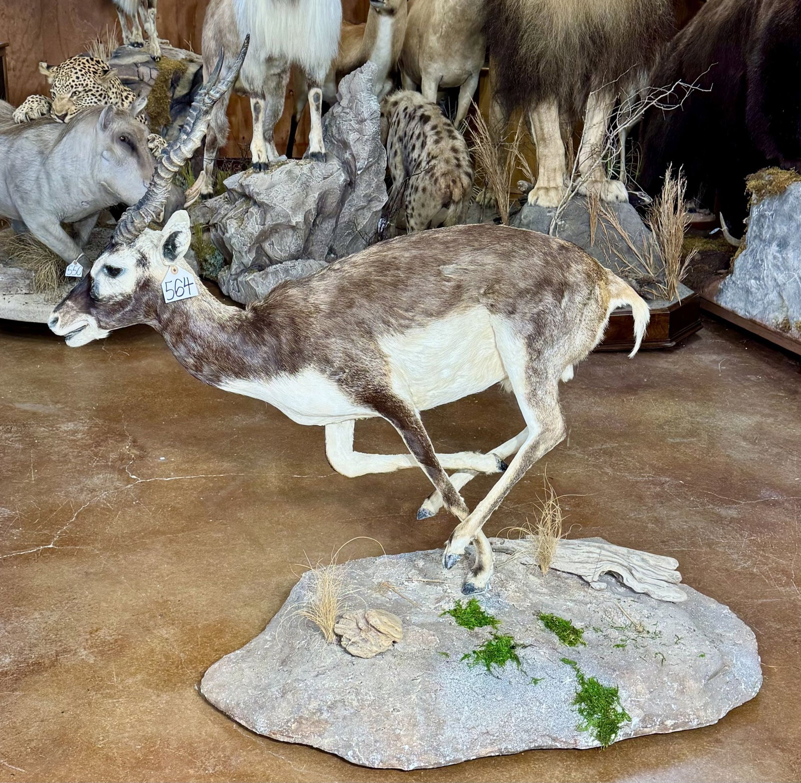 Blackbuck Antelope Full Body Taxidermy Mount in Natural Habitat: This mount is clean and in excellent condition. The Blackbuck is panting and running as fast as he can go, which is fast. This mount has excellent habitat, fantastic detail, and expression. The taxide