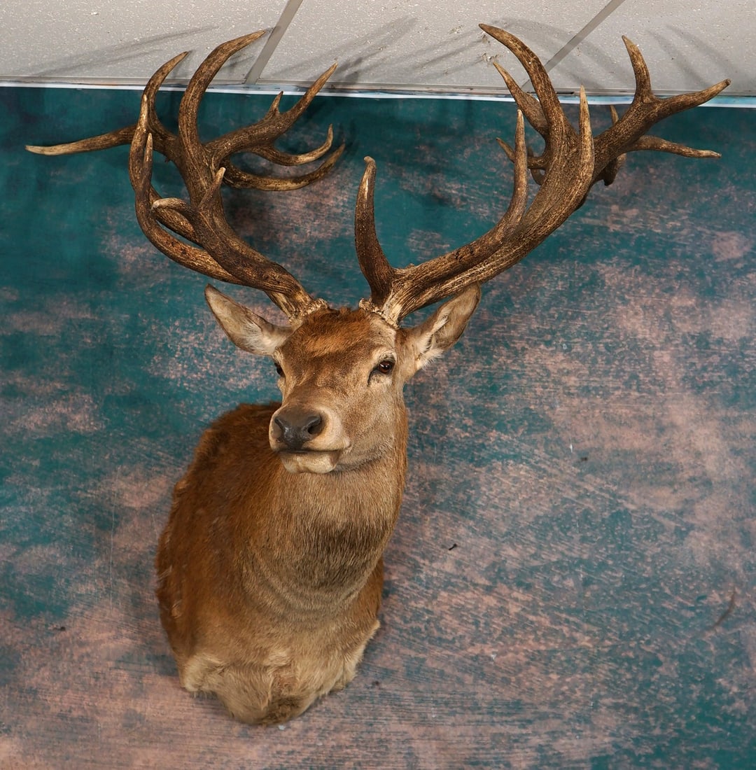 Majestic Record Book Red Stag Shoulder Quality Taxidermy Trophy Mount: This Red Stag gross scores over 400. The mount is very lifelike, clean, and in mint-like condition. This Stags rack is a 14 x 12 point. The mount has great detail, and excellent expression. The taxide