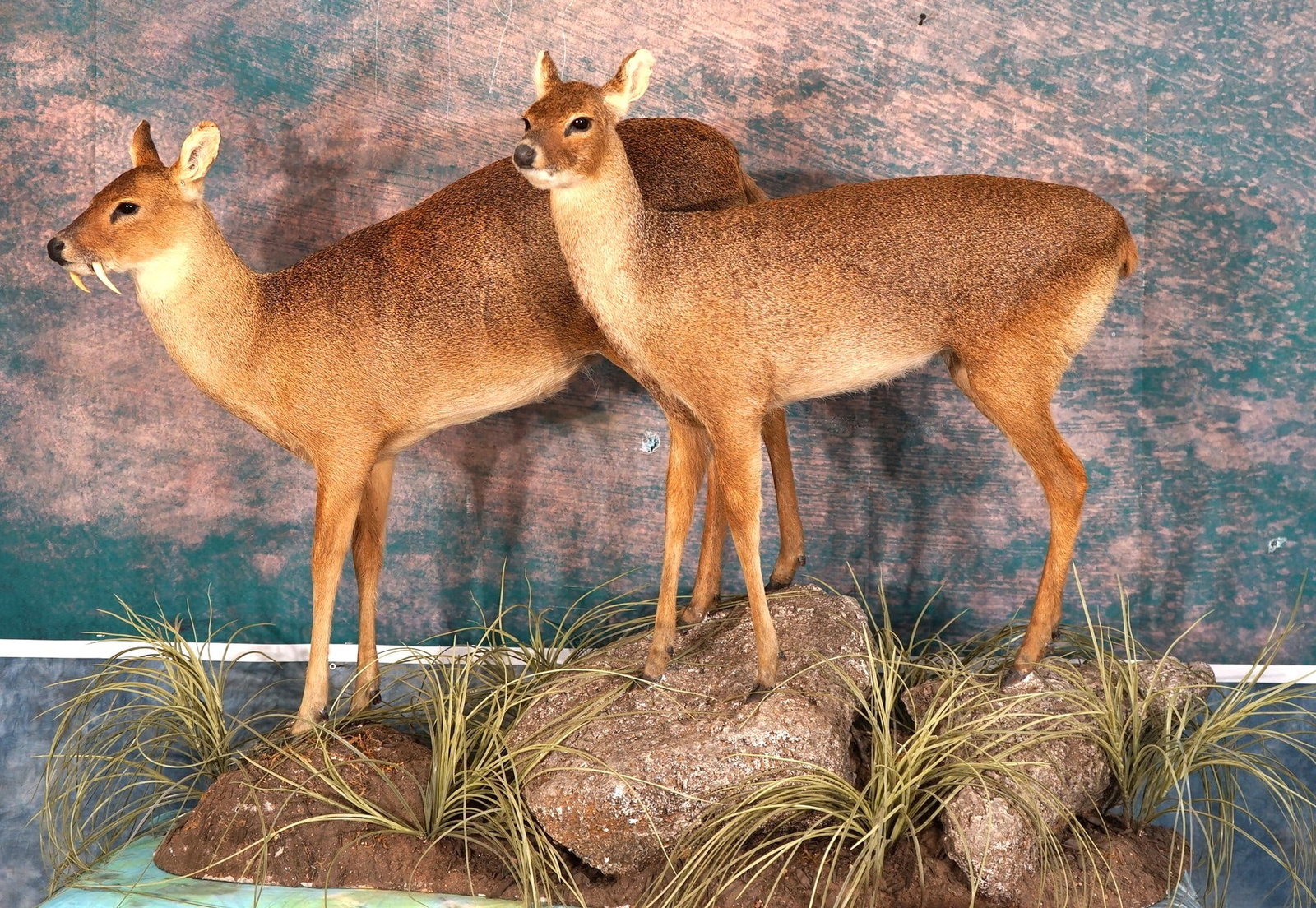 Beautiful Pair of Chinese Water Deer Full Body Taxidermy Mounts in Natural Habitat (1 of 4)