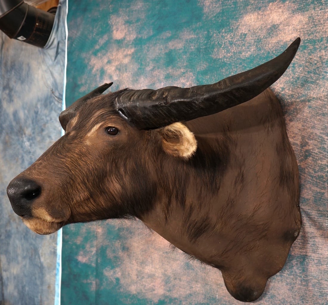 Asian Water Buffalo Shoulder Taxidermy Mount (1 of 3)