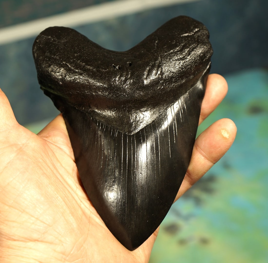 Huge 6 3/8" Megalodon Prehistoric Shark Highly Polished Fossil Tooth on Nice Display Stand: This Monster sized tooth came from a Megalodon that was over 63 feet long! The tooth is in pristine condition. It still has all of its enamel, and the serrations are still sharp. The tooth was polishe