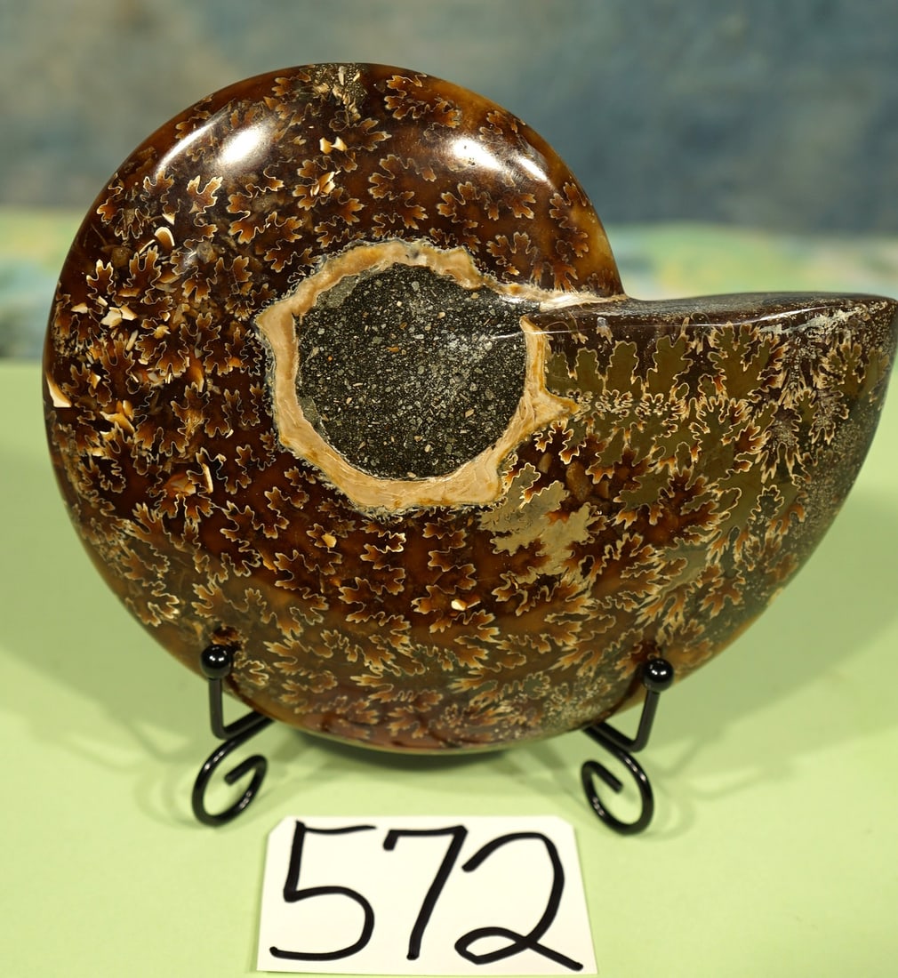 Beautiful Polished Canadian Ammonite Fossil on Display Stand (1 of 3)