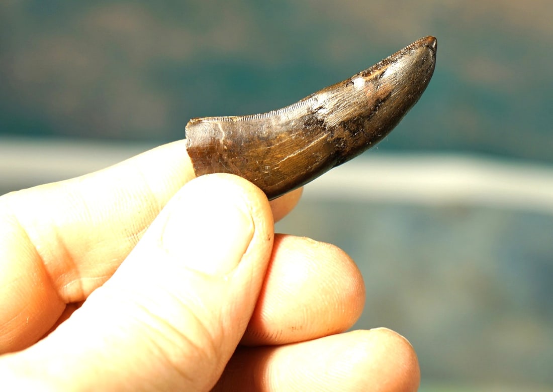 Authentic Montana Found T-Rex Dinosaur Fossil Tooth in Display Case: This T-Rex tooth was found in Wibaux County, Montana. The tooth measures 2 1/16" long in a straight line. It is 2 5/16" long over the back? outer curve. The tooth has less than 10% restoration. The en