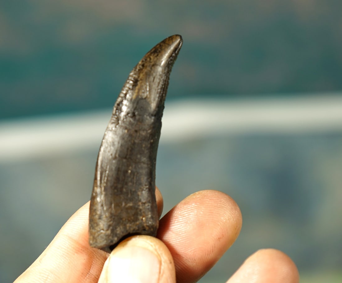 Authentic Daspletosaurus Tyrannosaur Dinnosaur Fossil Tooth in Display Case: This Daspletosaurus tooth was found in the Judith River Formation of Montana. The tooth measures 2 9/16" in a straight line. It is 2 13/16" long over the top outer curve. Daspletosaurus was a Tyrannos