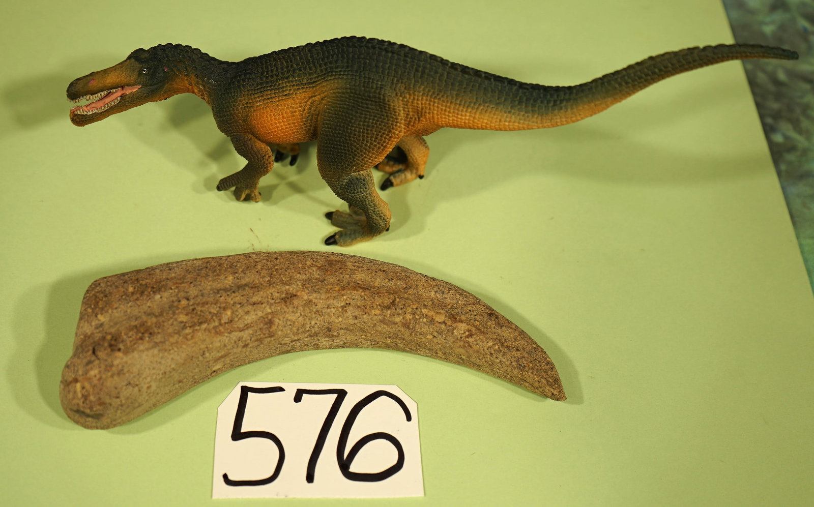 Rare Authentic Suchomimus Dinosaur Hand Claw Fossil: Suchomimus was a close cousin of Spinosaurus. Spinosaurus starred in Jurassic Park 3. He was the one with the big Sail on his back, and a head like the a giant Crocodile. Suchomimus looked just like S