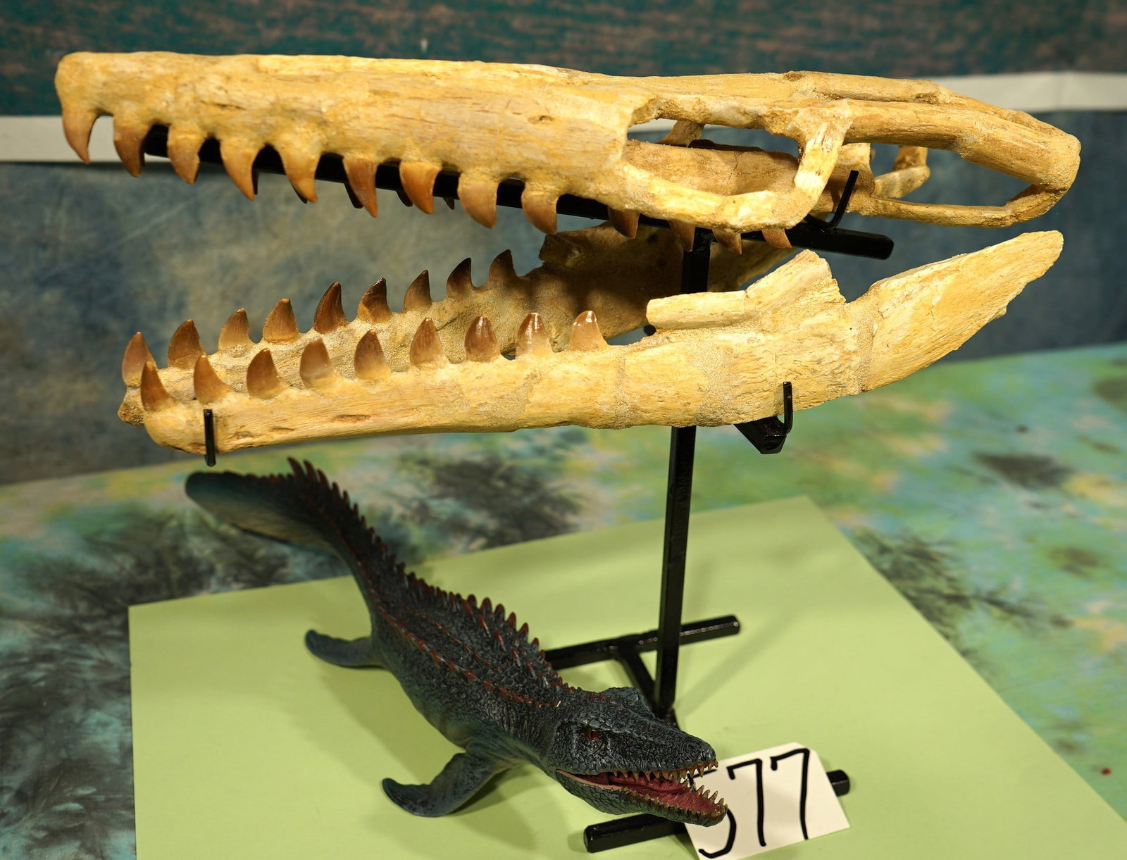 Authentic Complete Mosasaur Marine Dinosaur Fossil Skull on Custom Display Stand: This skull is complete and in excellent condition. The skull is from a Baby Mosasaur, which was found in Morocco. All of the teeth are present and unbroken, which is quite remarkable for any fossil sk