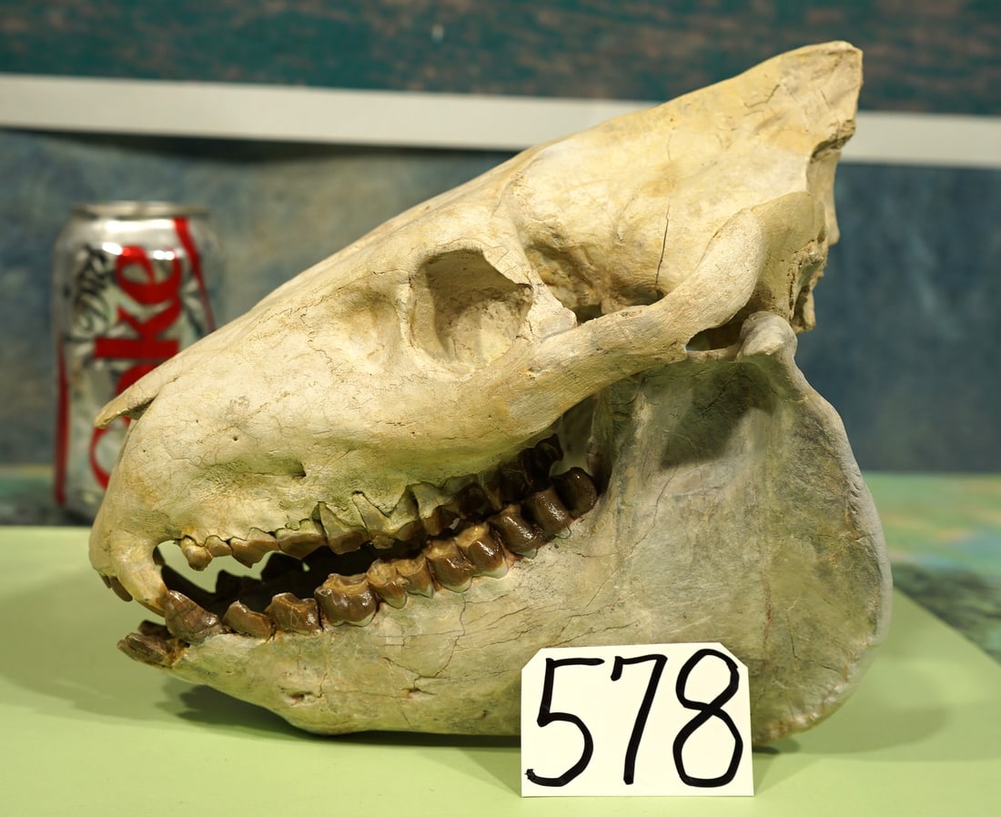 Authentic & Complete Eporeodon major Oreodont Fossil Skull: This skull is in as good of condition as you could possibly find one of these. This is the nicest Oreodont we have ever seen. Eporeodon major is the largest of the Oreodont family. They were about the