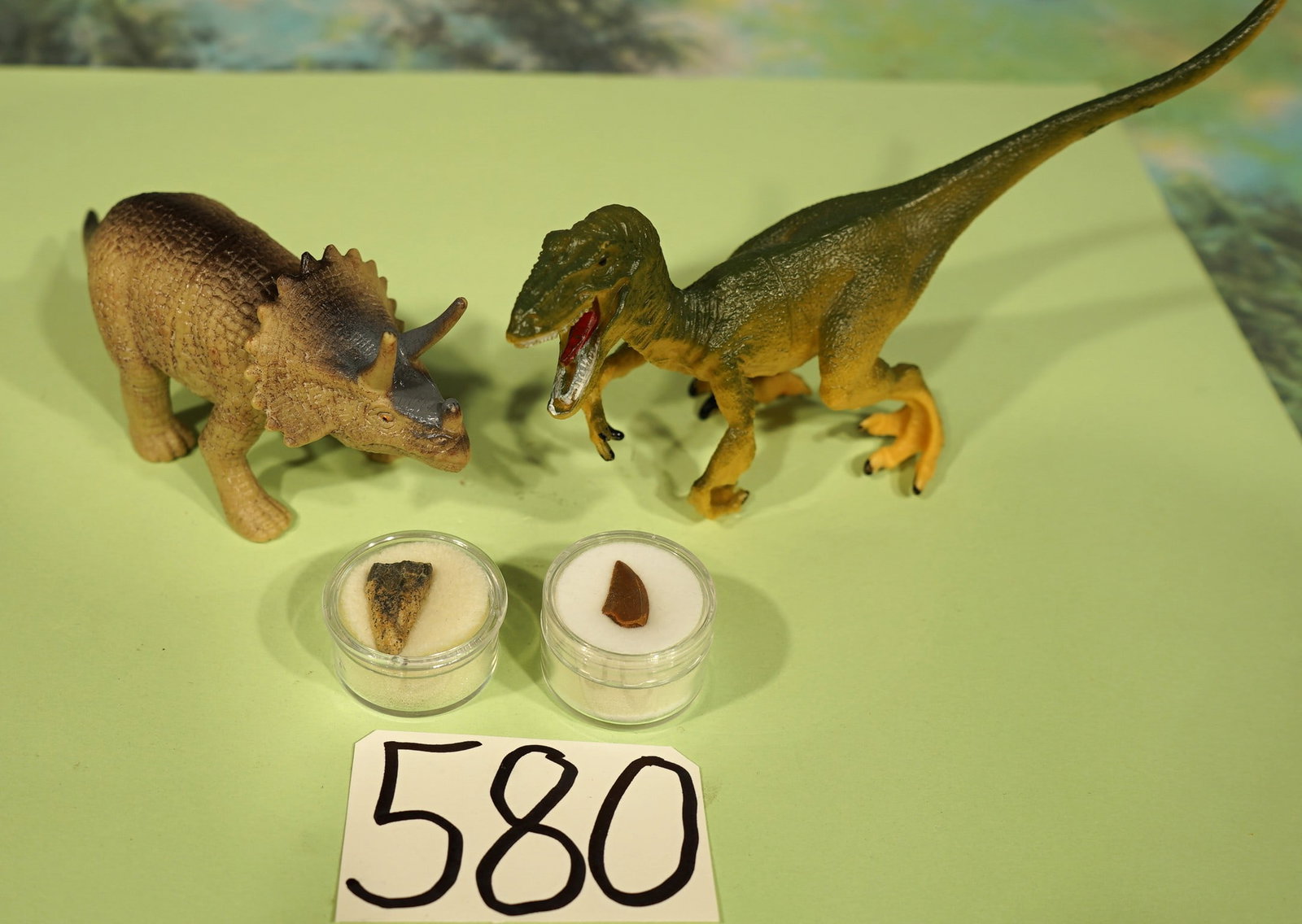 Authentic Triceratops and Raptor Dinosaur Fossil Teeth (1 of 4)