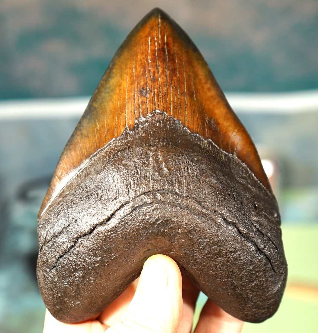Extra Large & Beautiful Red Megalodon Prehistoric Giant Shark Fossil Tooth on Custom Display Stand: This tooth is a dark cinnamon brown color, with dark blood color on some parts. It is simply gorgeous. The tooth still has all of its serrations, and remarkably, they are still sharp. All of the ename