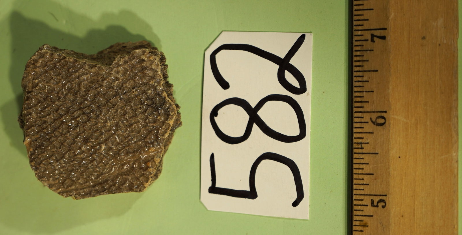 Large Piece of Fossilized Dinosaur Skin: This piece of fossilized skin came from a Dinosaur called Edmontosaurus annectens, who was from the Hadrosaur family. The Hadrosaurs were what some call the "Duck Bill Dinosaurs". The skin was collect