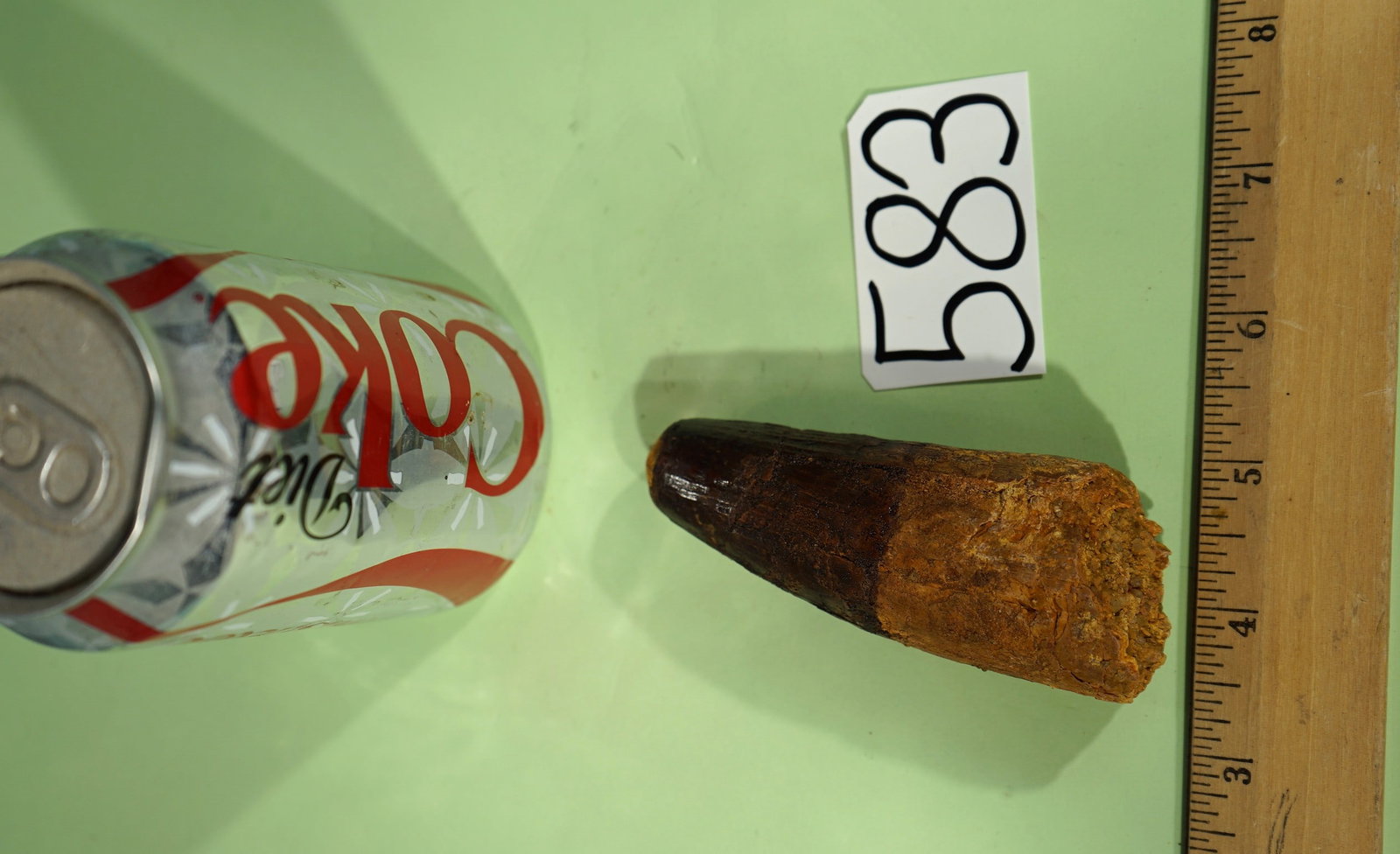 Authentic Spinosaur egypticus Dinosaur Fossil Tooth: This is a large fossil tooth from a Spinosaur. As far as we now know, Spinosaurus was the largest ever found of the Tripod family. Spinosaurus starred in a couple of the Jurassic Park Movies.