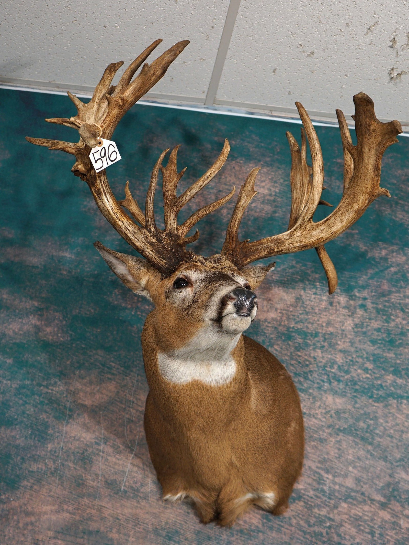 WOW! 37pt. 288 3/8 gross Whitetail Deer Shoulder Trophy Taxidermy Mount: This Giant Buck was harvested on a private Hunting Preserve in Northern Ohio. The Buck rack is a 21 x 16 point. The Deer has a large body to go with the large antlers. The mount has excellent detail, 