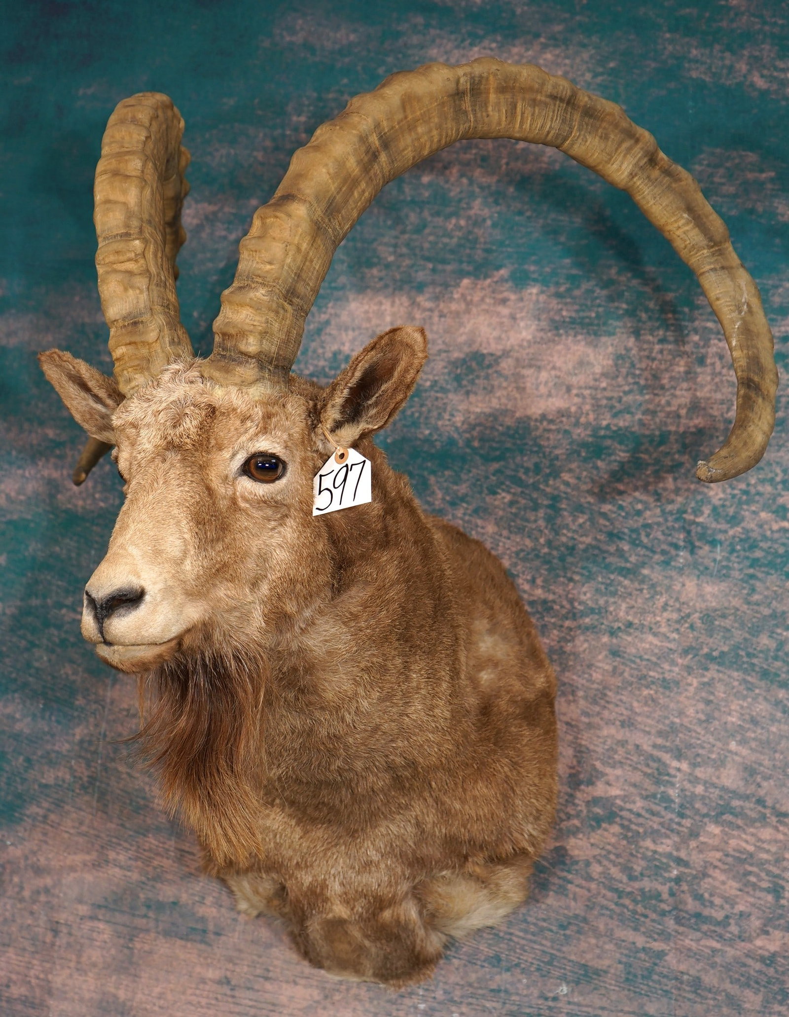 Awesome Himalayan Ibex Shoulder Trophy Taxidermy Mount: This mount is very lifelike, clean, and in mint-like condition. This is a mature male with good size horns. The mount has very good expression, with very fine detail. The quality of the taxidermy is
