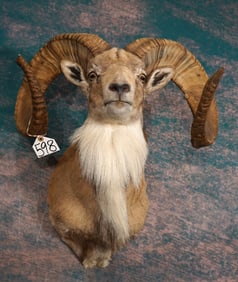 Beautiful Trans-Caspian Urial Sheep Shoulder Taxidermy Ram Mount **TEXAS RESIDENTS ONLY!**