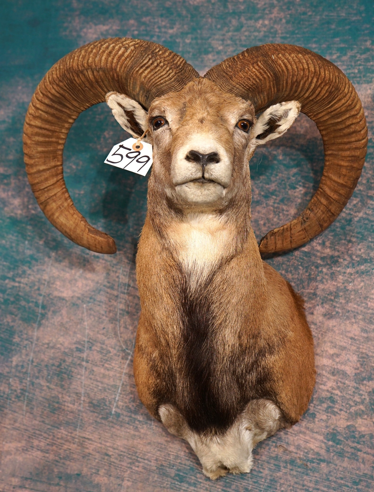 Iranian Red Sheep Shoulder Ram Taxidermy Mount: This Ram is very lifelike, clean, and in mint-like condition. The mount has great detail, and fine expression. The quality of the taxidermy is excellent and this mount grades a very high 9.85.