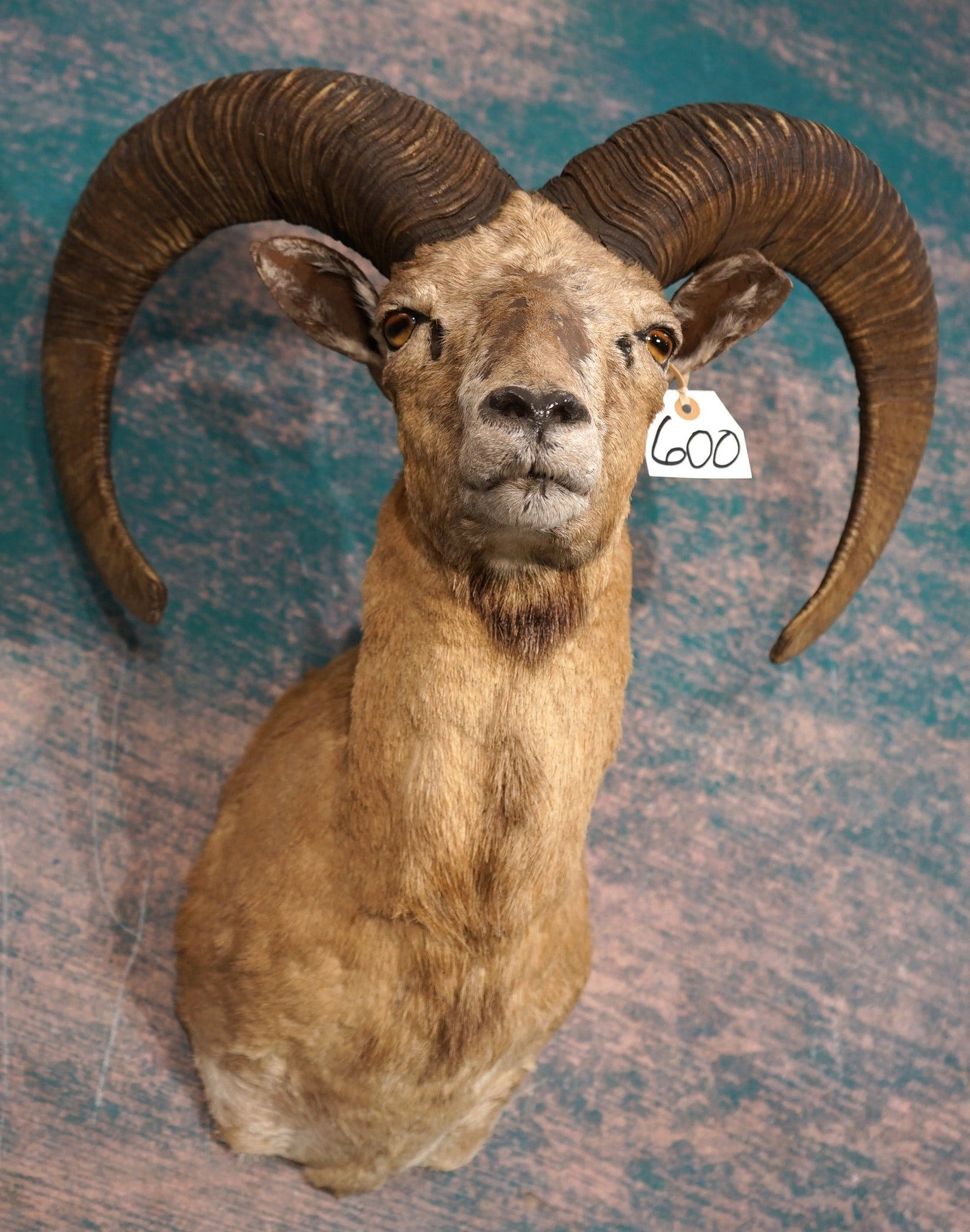 Blandford Urial Sheep Shoulder Taxidermy Ram Mount **TEXAS RESIDENTS ONLY!**: This is a hard trophy to come by. The mount is clean, and in excellent condition. The taxidermy is well detailed, and the Ram has good expression. The taxidermy work grades a very good 8.85.