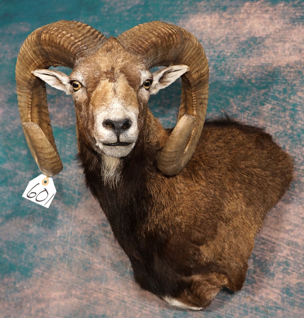Beautiful European Mouflon Sheep Shoulder Taxidermy Ram Mount: This mount is very lifelike, clean, and in excellent condition. The mount has very good expression, and a lifelike pose. The taxidermy quality on a 1 to 10 grade scale is a very high 9.75.