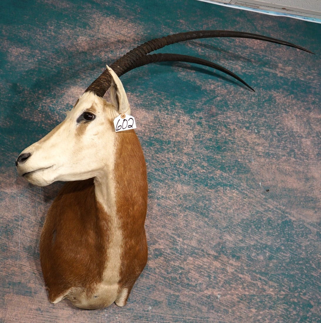 Beautiful Scimitar Horned Oryx Shoulder Taxidermy Mount: This mount is clean, and it is in excellent condition. The mount has excellent detail and expression. The quality of the taxidermy is excellent, and this mount grades a 9.5.
