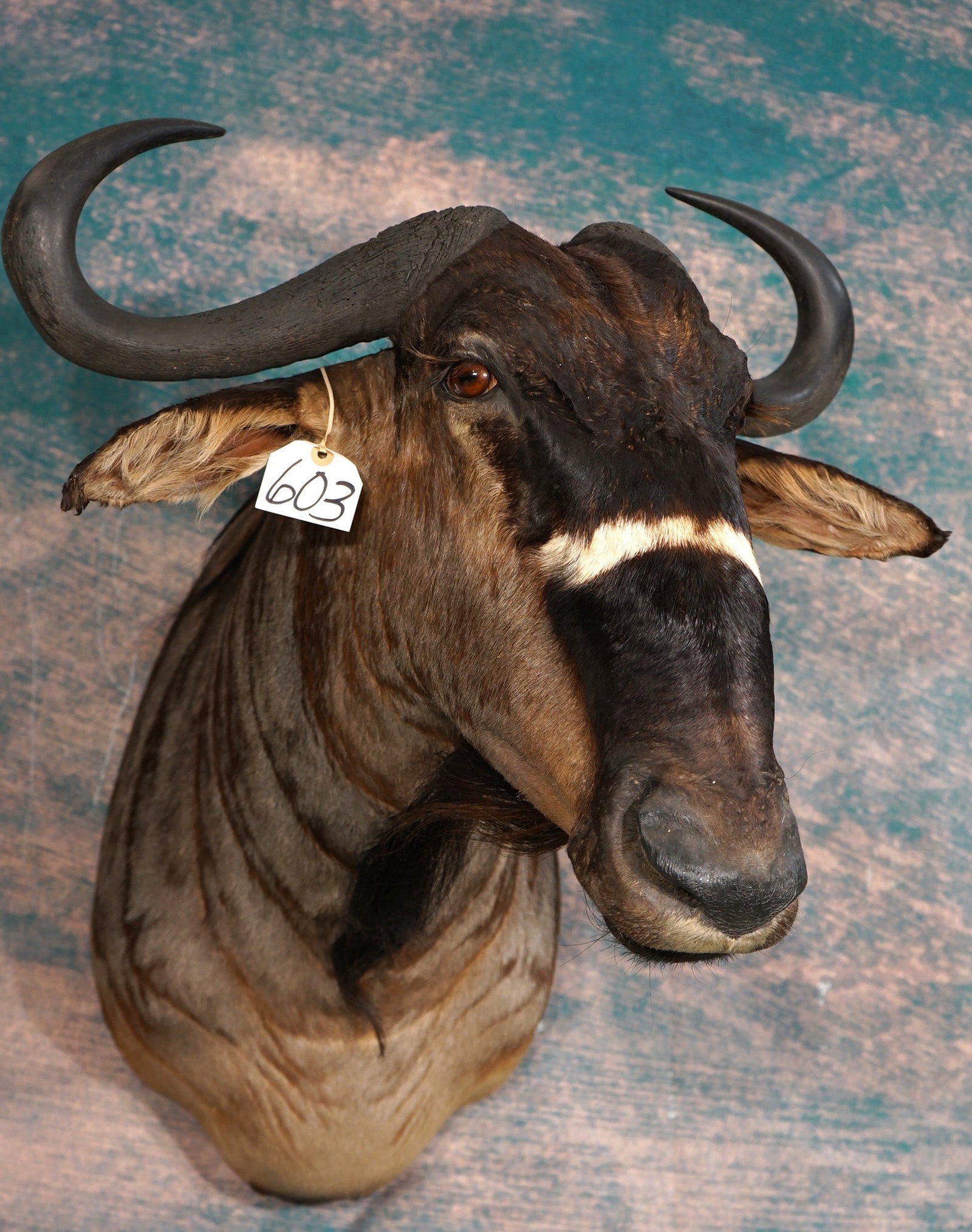 East African Nyasaland Wildebeest Shoulder Taxidermy Mount: This mount is very lifelike, clean, and in excellent condition. This is a mature Bull with good size horns. This Wildebeest can only be found in the Selous Game Reserve in Southern, Tanzania. The