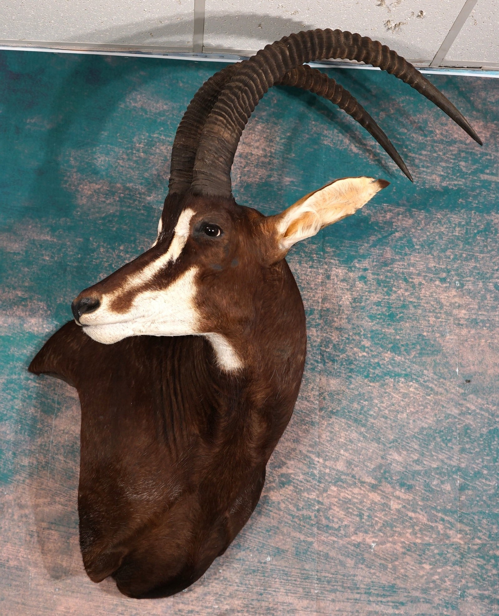 African Sable Antelope Shoulder Taxidermy Mount: This mount is clean and in excellent condition. This is a mature Bull with very nice horns. The mount has a good lifelike pose with good expression. The taxidermy quality is excellent, and this mount 