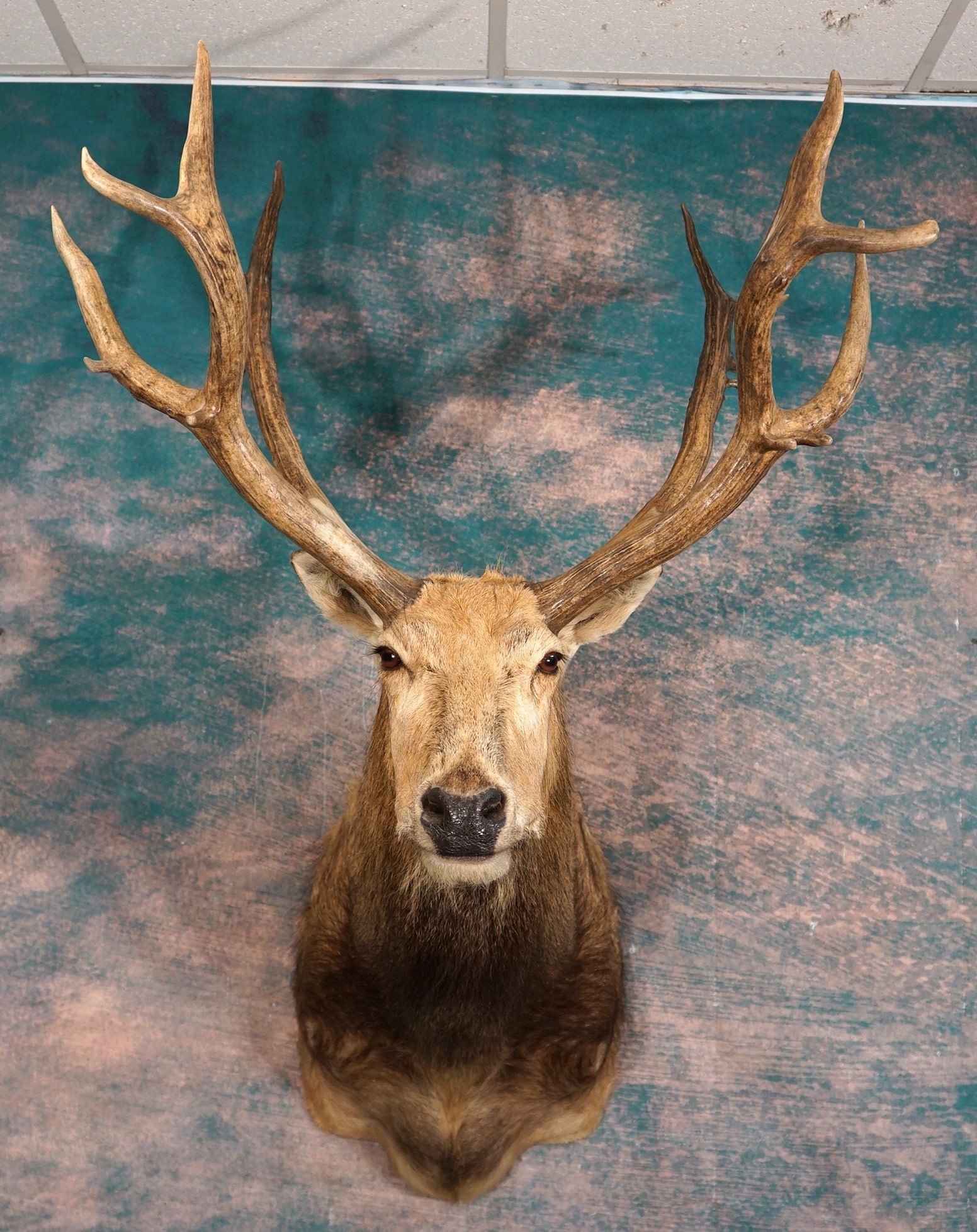 Pere David Deer Shoulder Taxidermy Mount: This mount is very lifelike, clean, and in excellent condition. The Deer has good detail, and very nice expression. The quality of the taxidermy is excellent, and this trophy grades a high 9.5.