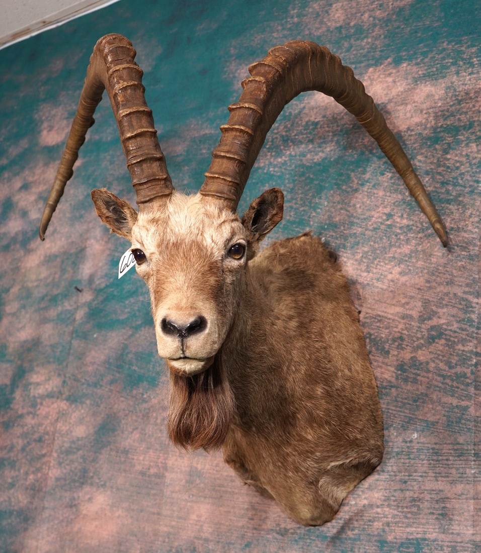 High Altai Mongolian Ibex Shoulder Taxidermy Trophy Mount: This mount is very lifelike, clean, and it is in excellent condition. The mount has a good natural pose, with good expression. The taxidermy quality is excellent, and this Ibex grades a 9.5. on a 1 to