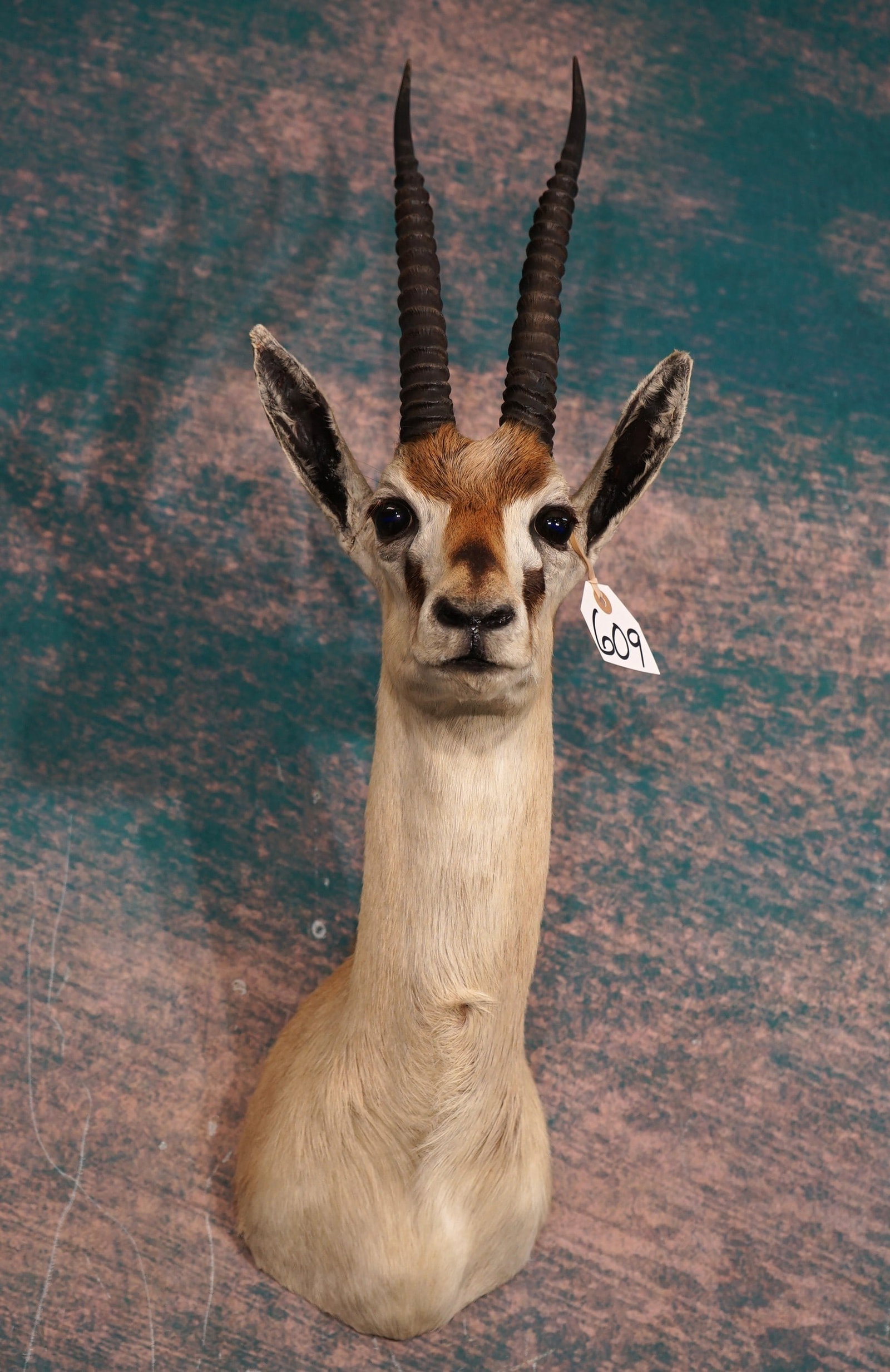 East African Thomson's Gazelle Shoulder Taxidermy Mount: This mount is very lifelike, clean, and in excellent condition. The mount has excellent detail, and very good expression. The quality of the taxidermy is excellent, and this mount is grades a very