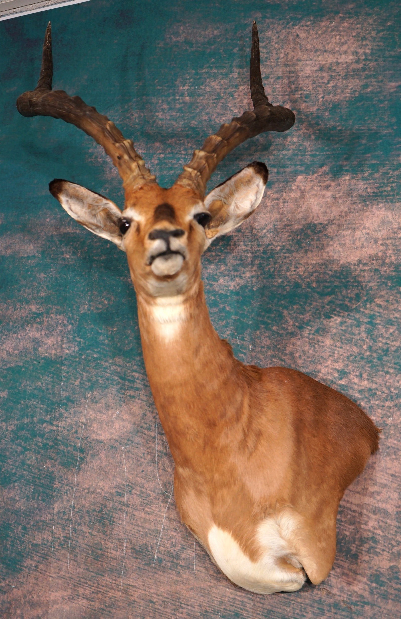 Rare! Black Faced Impala Ram Shoulder African Trophy Taxidermy Mount: The Black Faced Impala is originally from Angola. We believe some worked their way South into Namibia. There are several hunting Ranches in Namibia. The mount has excellent quality taxidermy, and this