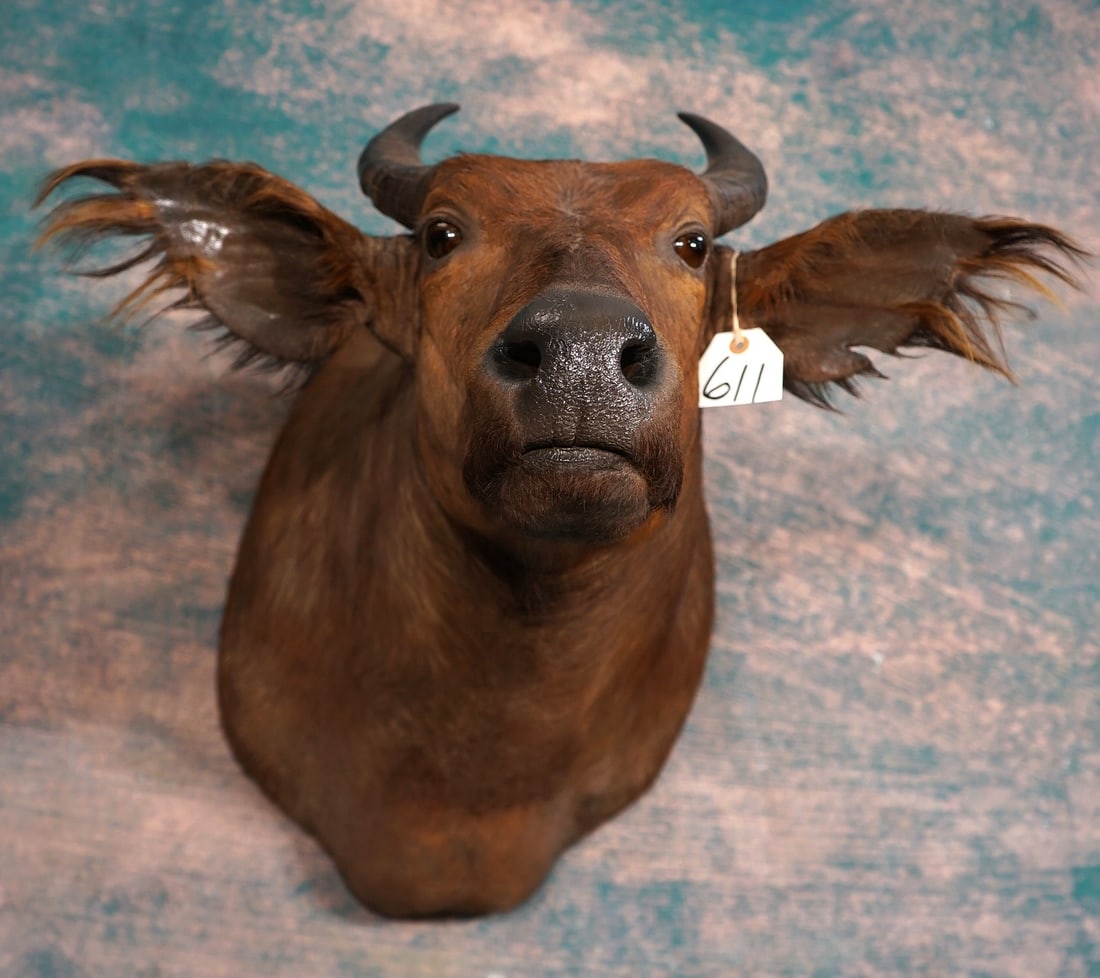 Rare! Central African Dwarf Forest Buffalo Shoulder Taxidermy Mount: This is a mature Dwarf Buffalo. The mount is very lifelike, clean, and in mint condition. The mount has excellent expression, and great detail. The quality of the taxidermy is outstanding, and this mo