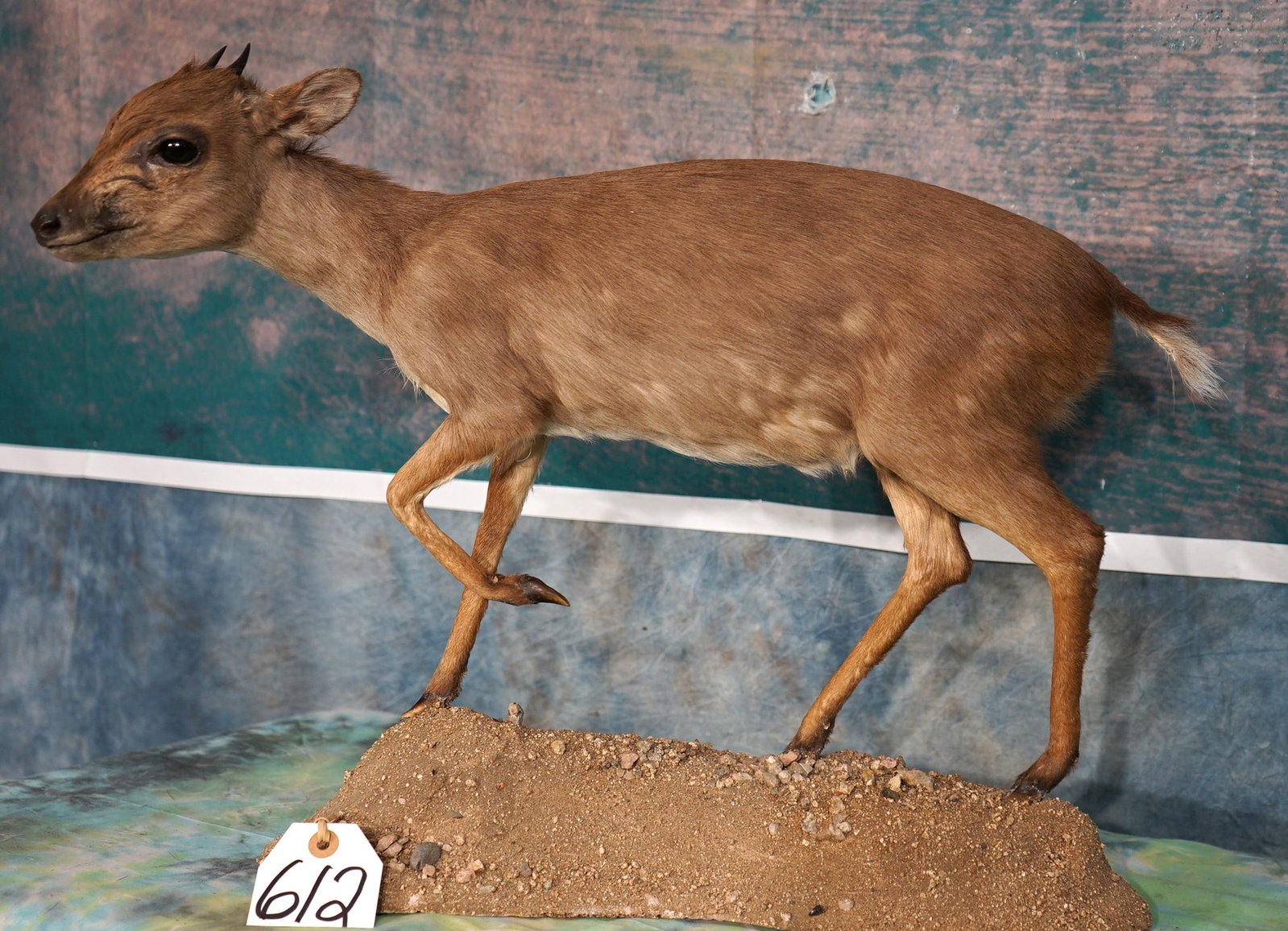 Beautiful African Blue Duiker Pygmy Antelope Full Body Taxidermy Mount: This mount is very lifelike, clean, and in mint-like condition. The mount has good detail and expression. The quality of the taxidermy is excellent, and this mount grades a very high 9.85.