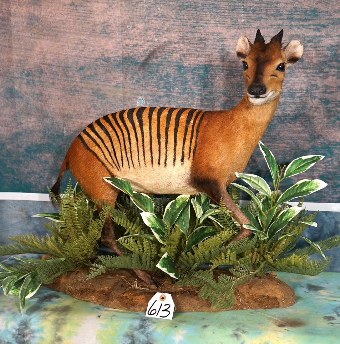 Rare! Central African Zebra Duiker Pygmy Antelope Full Body Taxidermy Mount in Natural Habitat: This mount is really a Red Duiker that was dyed, and made into a Zebra Duiker. Stripes were placed in the proper place as well as a couple of other alterations. Zebra Duiker are very, very hard to com