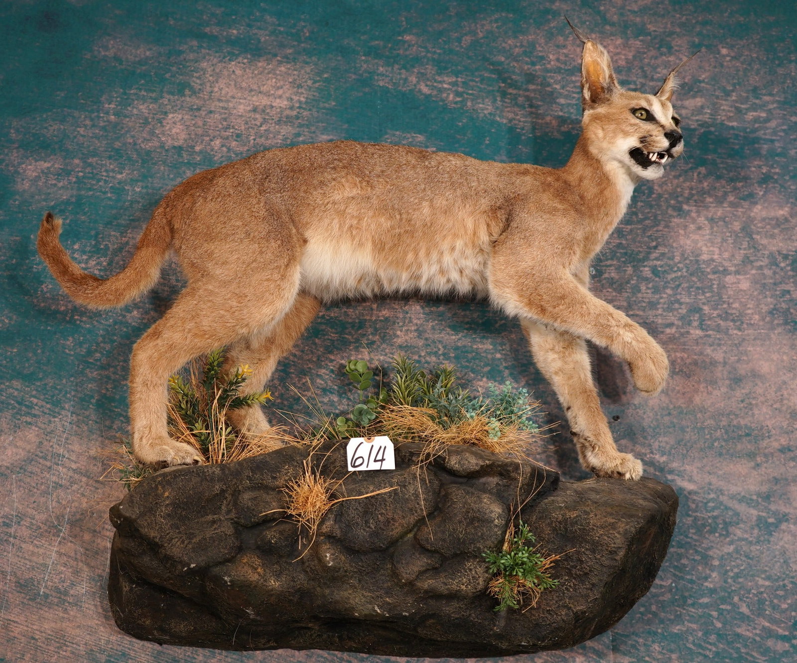 African Caracal Cat Full Body Taxidermy Mount in Habitat: This mount is very lifelike, clean, and in excellent condition. The mount has good expression and fine detail. The quality of the taxidermy is excellent, and this mount grades a very high 9.85.