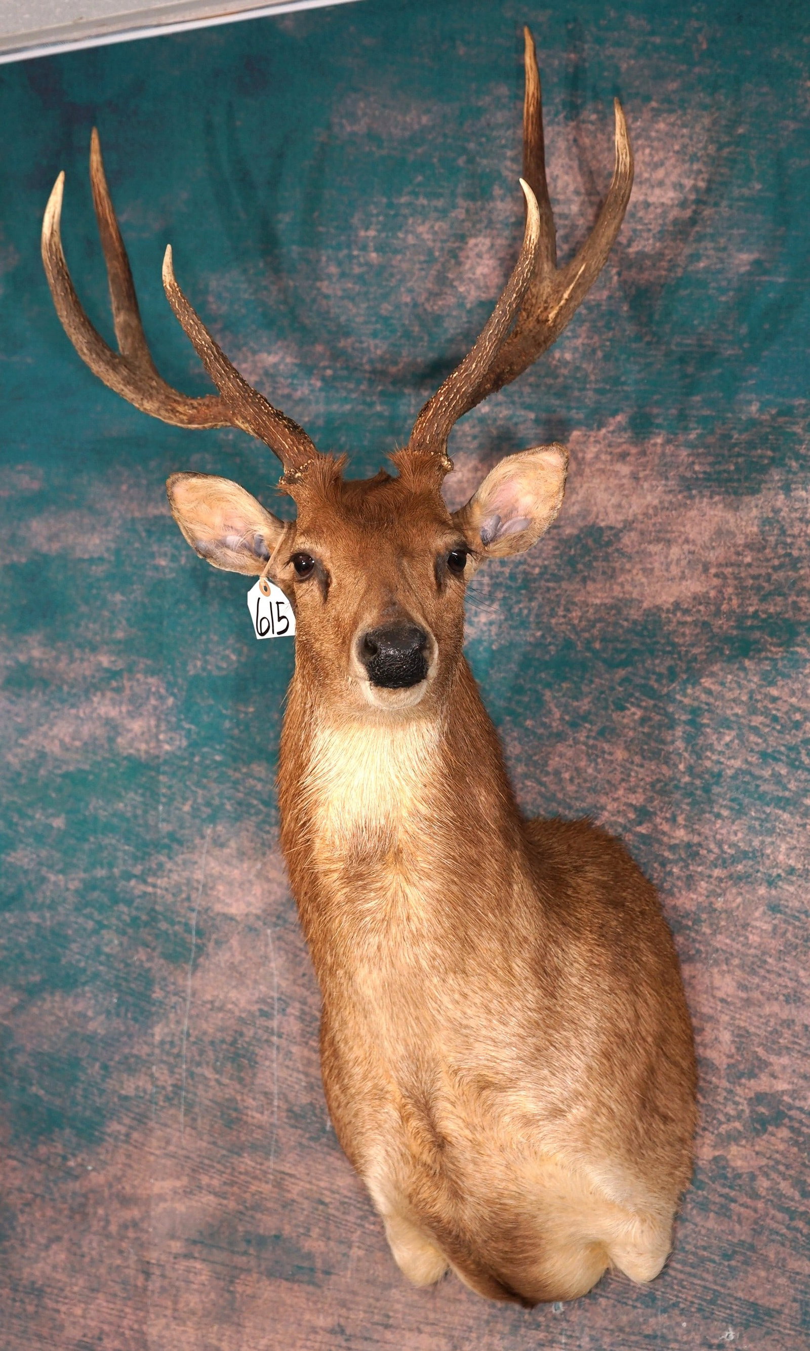 Moluccan Rusa Deer Shoulder Taxidermy Mount: This mount is clean, lifelike, and in excellent condition. The Rusa Deer is from New Caledonia. This one is a Record Book trophy. The mount has a good natural pose, with alert lifelike expression. The
