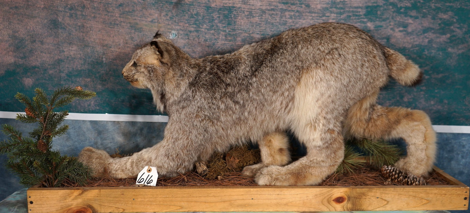 Canadian Lynx Full Body Taxidermy Mount in Habitat: This is a clean mount that is in excellent condition. The mount has a natural sneaking pose, with good expression. The habitat base is well done. The quality of the taxidermy is excellent, and this