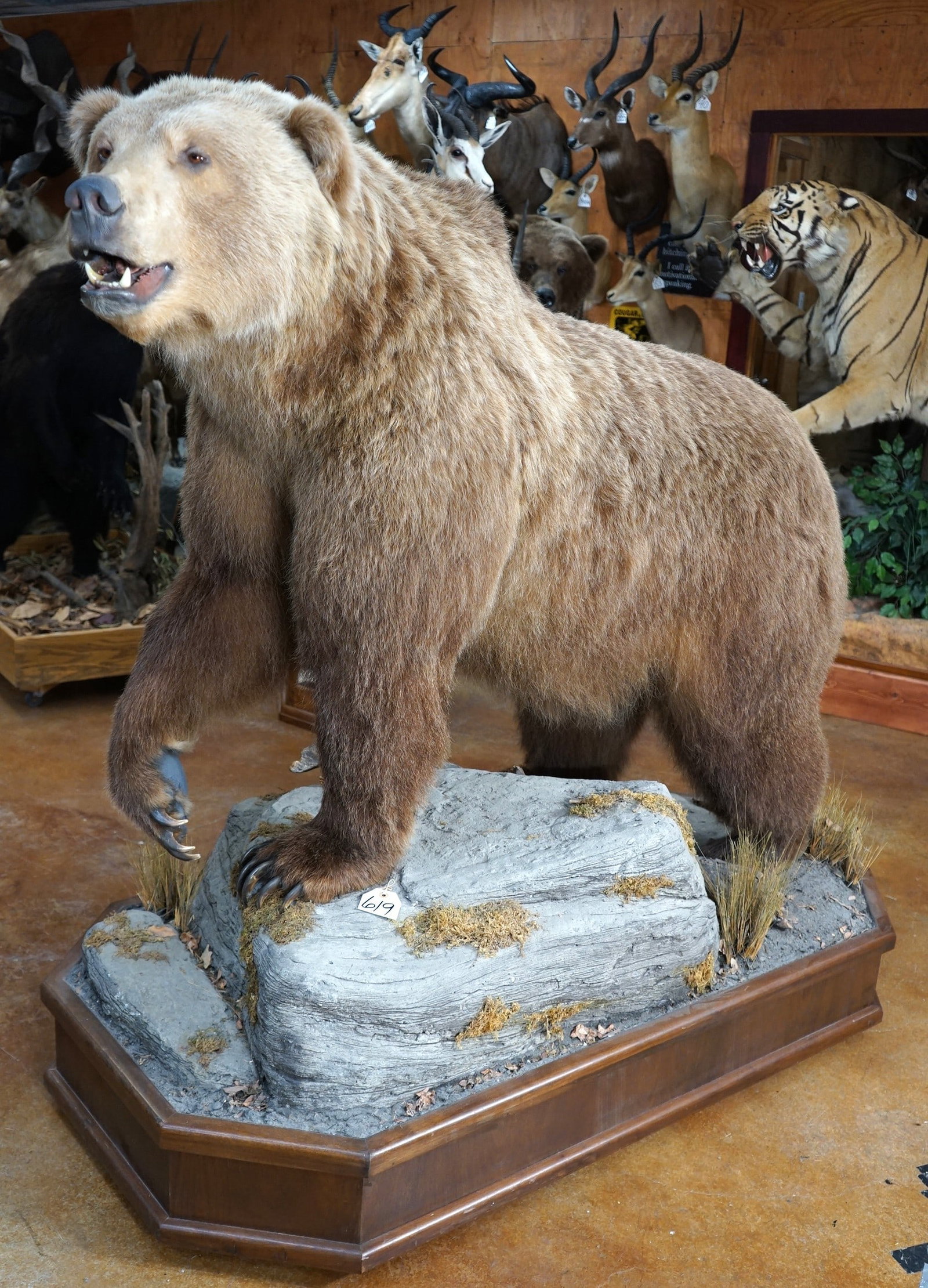 Beautiful Interior Mountain Grizzly Bear Full Body Taxidermy Mount on Nice Habitat Base (1 of 5)