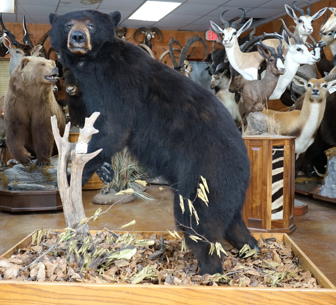 Black Bear Full Body Taxidermy Mount in Habitat (1 of 5)