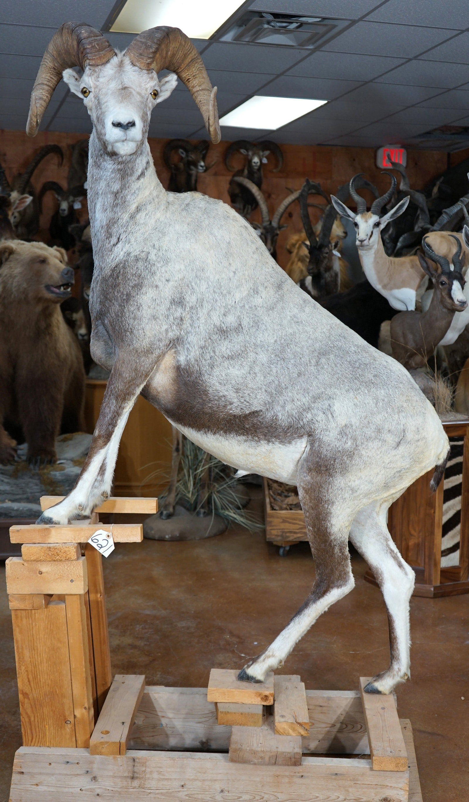 Stone Sheep Full Body Taxidermy Ram Mount: As you can see the mount does not have a base. The mount is clean, and in excellent condition. The Ram is a young one, but he does have a full curl set of horns. The quality of the taxidermy is