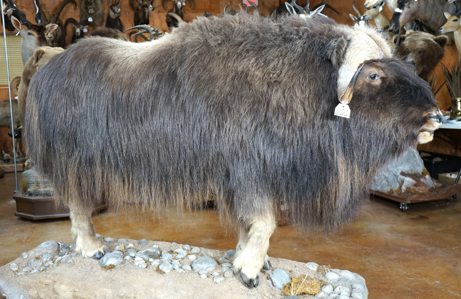 Record Class Muskox Full Body Taxidermy Mount in Habitat: This mount is very lifelike, clean, and in excellent condition. The mount has a natural appearance with good detail. This is a mature Bull. The quality of the taxidermy is excellent, and this mount