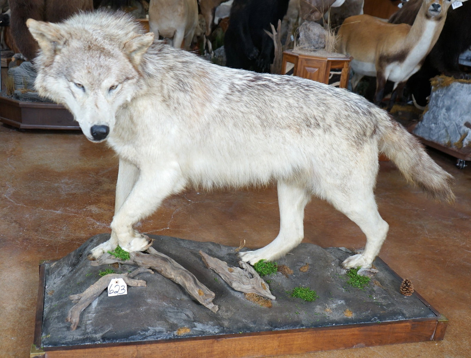 Full Body Timber Wolf in Habitat Taxidermy Mount: This mount is clean and in excellent condition. The mount is very lifelike, with good facial expression. This Wolf is mature and average size. The taxidermy quality is excellent, and this mount