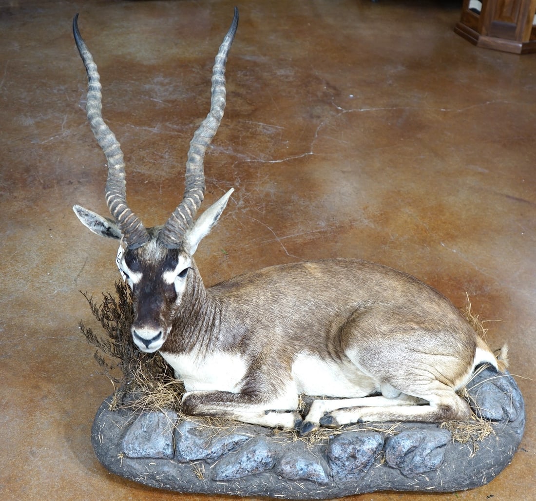 Blackbuck Antelope Full Body Mount in Habitat: This mount is very lifelike, clean, and in excellent condition. The mount has good alert expression. The Blackbuck is mature with good detail. The quality of the taxidermy is excellent, and this