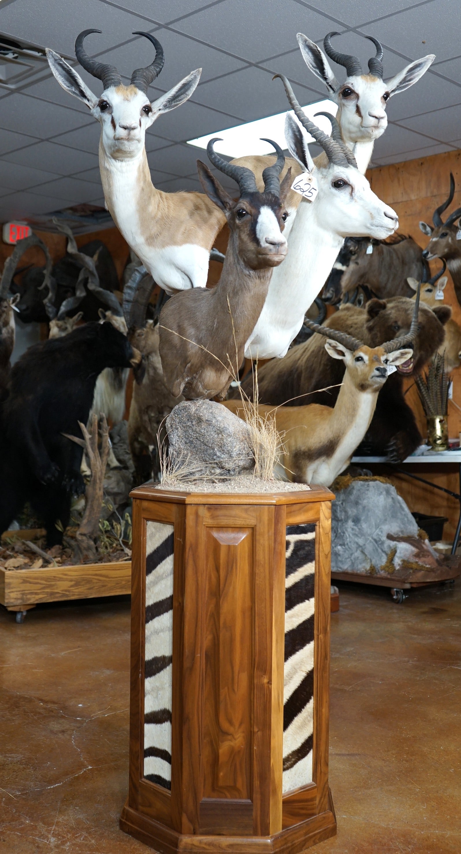 Four Different Springbuck Gazelle Shoulder Taxidermy Mounts on Beautiful Floor Pedestal: All of these mounts are very lifelike, clean, and in mint-like condition. The detail and expression on each mount is excellent. We have a Kalahari Springbuck, along with a White, Black, and Common