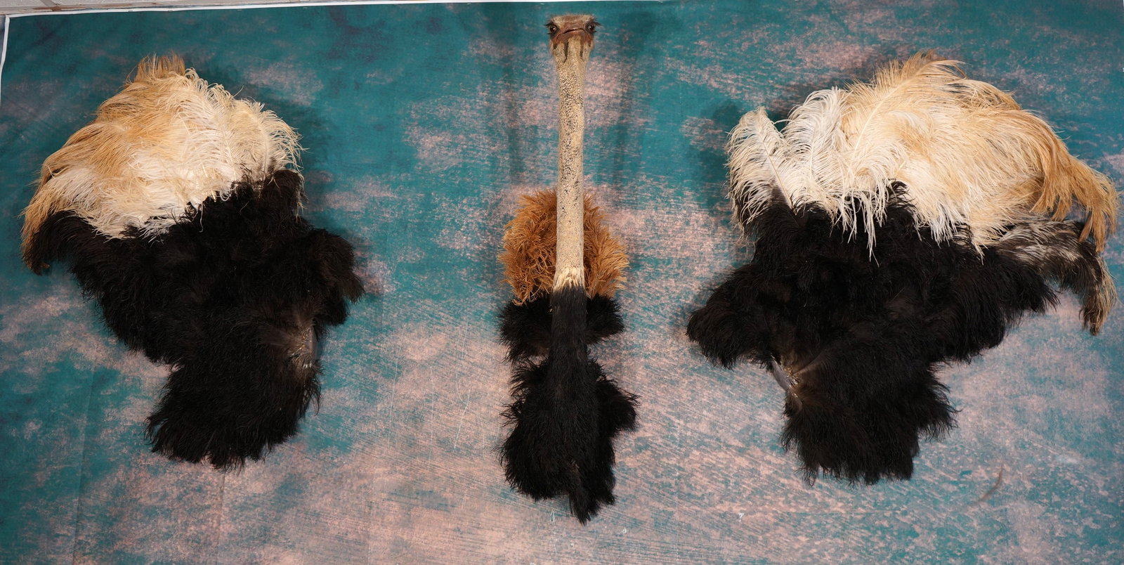 Ostrich Shoulder, Wings, & Tail Taxidermy Mounts: The Wings should be placed right alongside of the shoulder mount, instead of too far out to the side. Please forgive for the bad photography on this one. These mounts are clean and in excellent