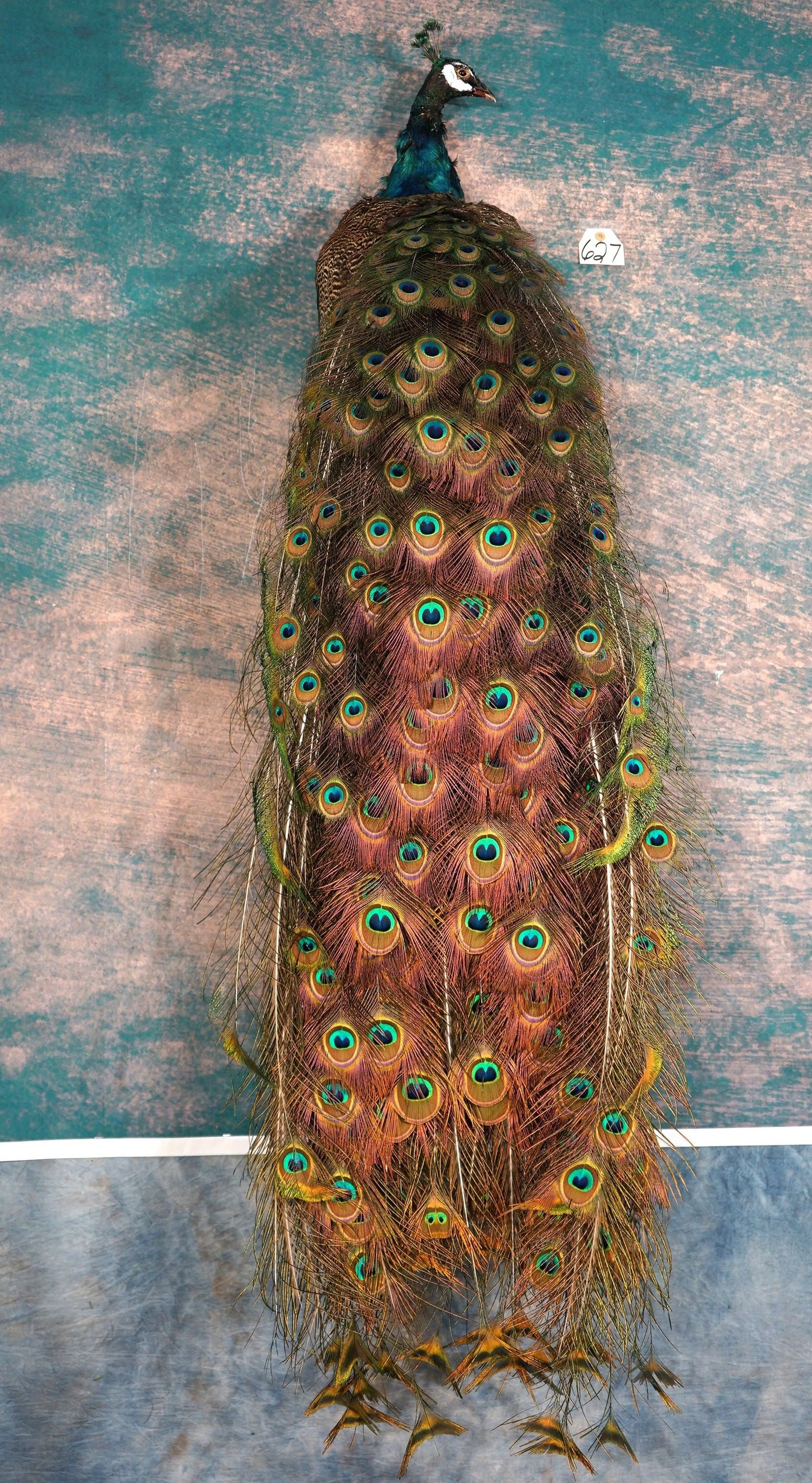 Beautiful Indie Blue Peacock Full Body Taxidermy Mount: This is a brand new mount. It is clean, lifelike, and in mint condition. The Peacock has brilliant colors of shinny feathers, of many colors. The taxidermy quality is excellent and this mount grades a