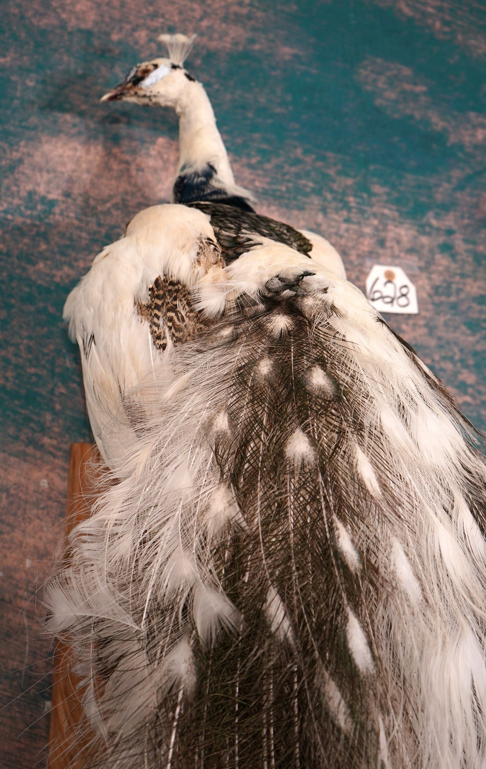 Pretty Silver White Piebald Peacock Full Body Taxidermy Bird Mount: This is a brand new mount that was just finished. The mount is lifelike, clean, and in mint condition. This Piebald Peacock has beautiful colors, and this Bird will look fantastic in any home, office,