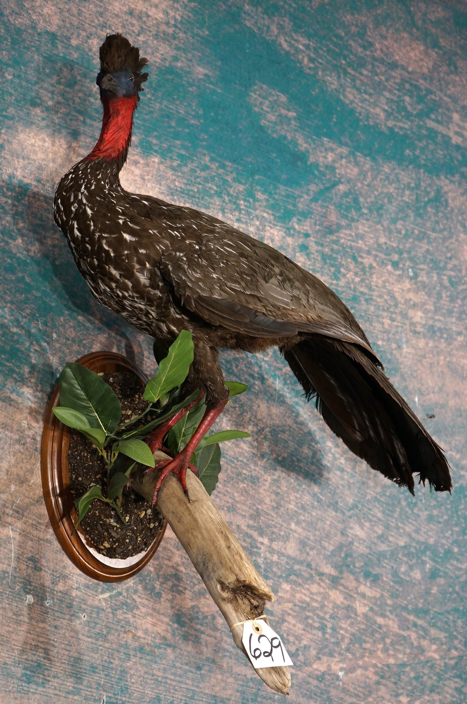 Gorgeous Crested Guan Taxidermy Bird Mount