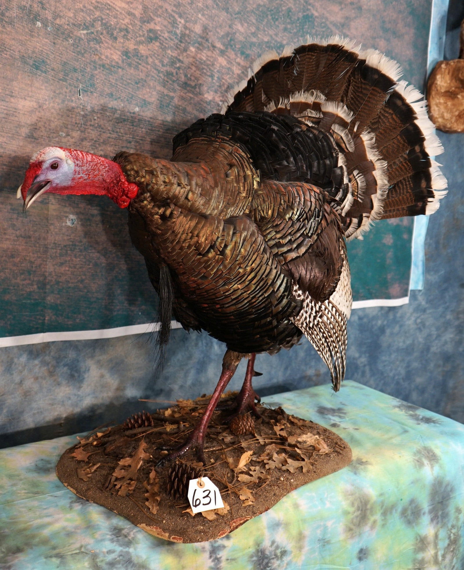 Merriam's Wild Turkey Gobbler in a Semi-Strut Taxidermy Bird Mount: This mount is in a very natural pose, with his neck stretched out gobbling. The mount is very lifelike, clean, and in excellent condition. This Birds expression is very good, and the base work is natu