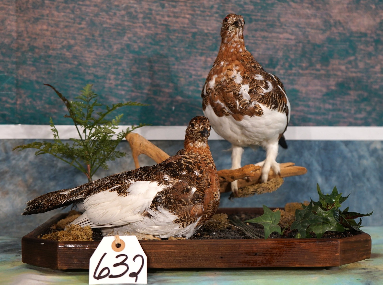 Pair of Fall Phase Alaskan Ptarmigan Taxidermy Bird Mounts on a Natural Habitat Base: These mounts are very lifelike, clean and in excellent condition. The Birds have a good natural appearance. The habitat is well done. The taxidermy quality is excellent, and this mount grades a high