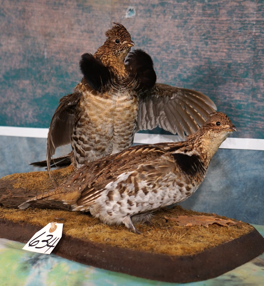 Pair of Ruffed Grouse in Natural Habitat Taxidermy Bird Mounts: The male is strutting around and showing off, while the Hen is in a relaxed pose. The mounts are very lifelike with good expression. The Birds are clean and in excellent condition. The taxidermy quali
