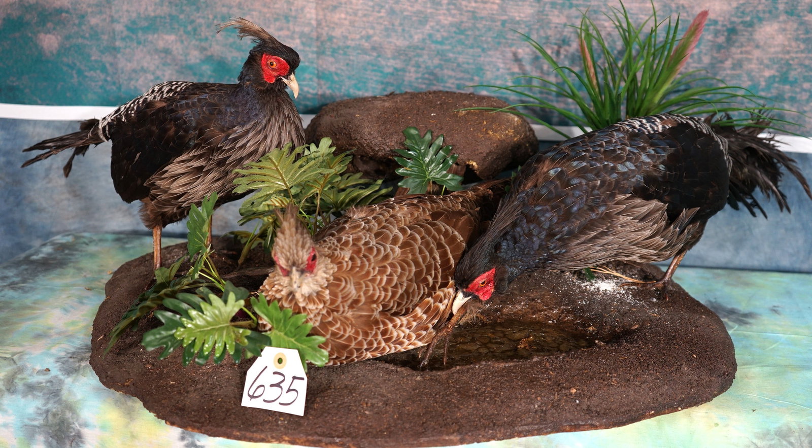 Three Kalij Pheasants Taxidermy Bird Mounts in Natural Habitat (1 of 5)